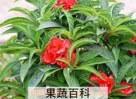 酒泡指甲花的功效与作用