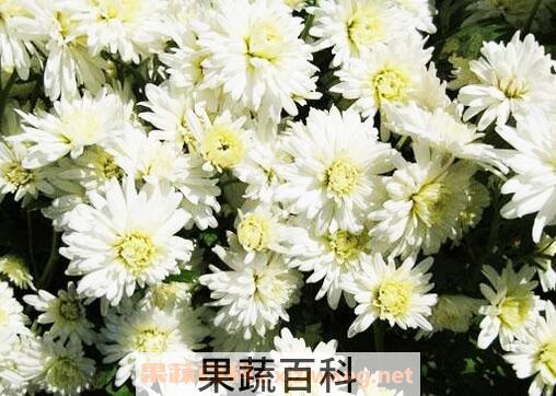 菊花的药用价值和功效