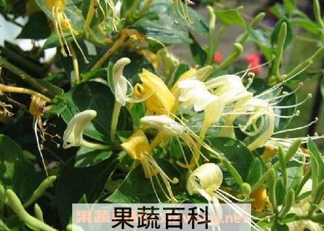 金锒花的功效与作用
