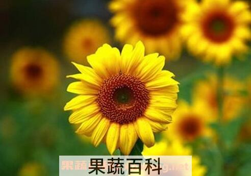 金葵花的功效与作用