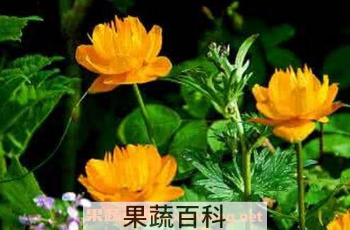 金莲花的功效与作用及食用方法