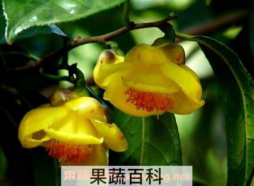 金花的功效与作用