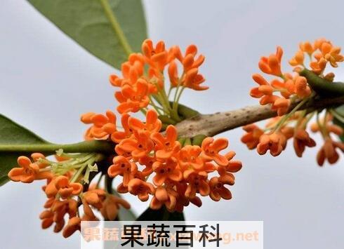 金桂花的功效与作用及禁忌