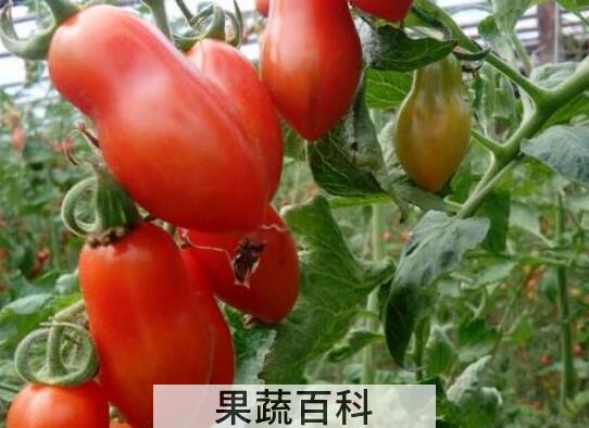 奶柿子和柿子的区别 奶柿子的吃法