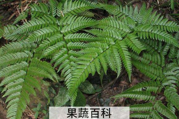 马蹄蕨怎么种植 马蹄蕨的种植方法教程