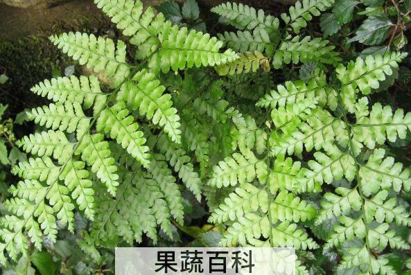 马蹄蕨怎么种植 马蹄蕨的种植方法教程