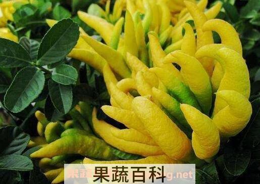 金佛手花的功效与作用