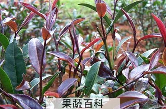 紫芽茶的功效与作用 紫芽茶的禁忌