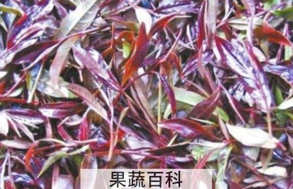 紫芽茶的功效与作用 紫芽茶的禁忌