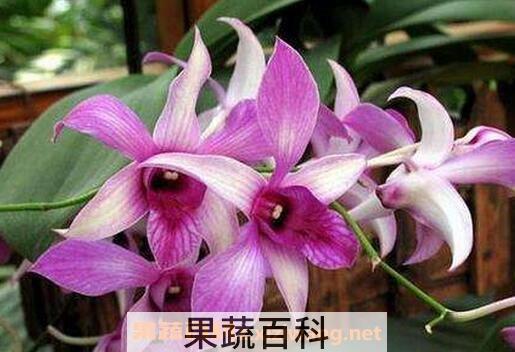 金钗石斛花的功效与作用