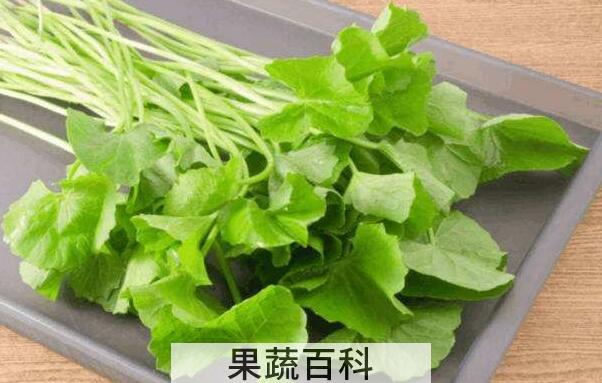 马蹄草怎么吃 马蹄草的食用方法