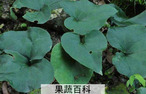 马蹄香的作用和功效 马蹄香的食用禁忌