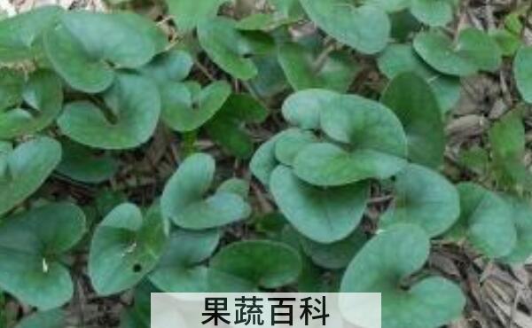 马蹄香的作用和功效 马蹄香的食用禁忌