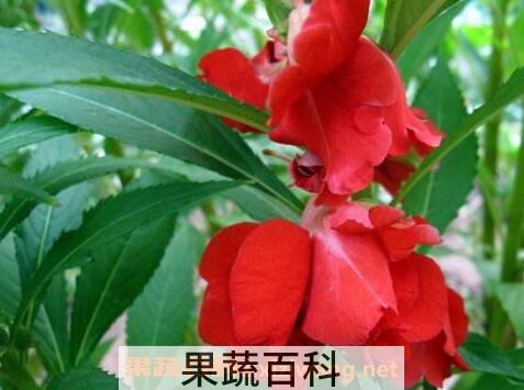 指甲花的功效与作用