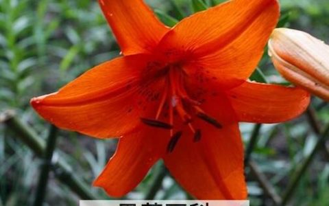 金百合花的作用与功效