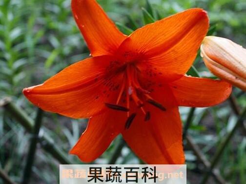 金百合花的作用与功效