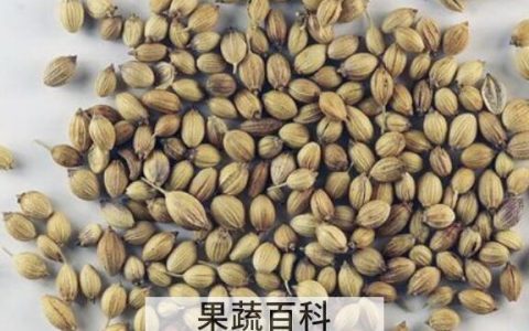 芫荽子的功效与作用 芫荽子的副作用