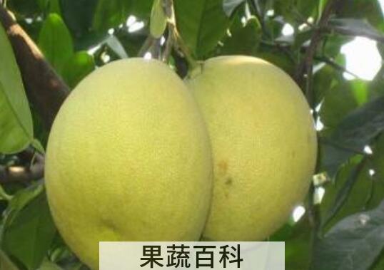 度尾文旦柚的功效与作用