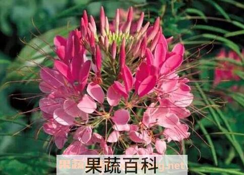 醉蝶花图片 醉蝶花的养殖方法