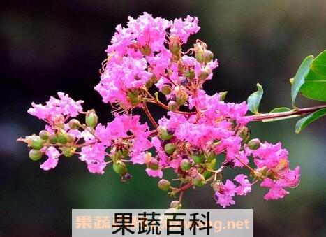 紫薇花冬天怎么养