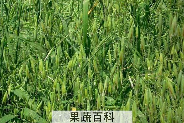 野燕麦的功效与作用有哪些