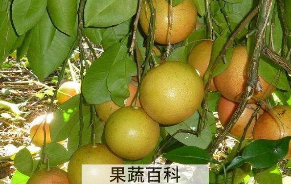 台湾文旦柚的功效与作用