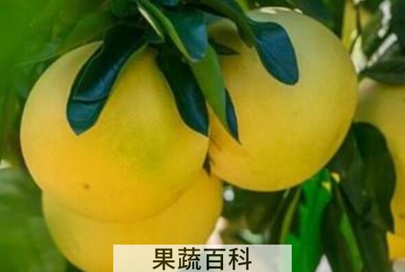 台湾文旦柚的功效与作用