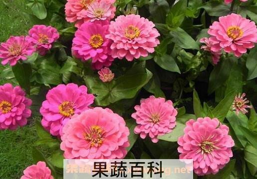 最好养活的草本花有哪些