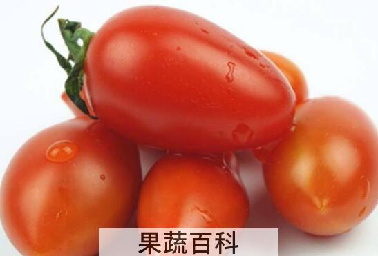 什么是奶柿子 奶柿子的功效与作用