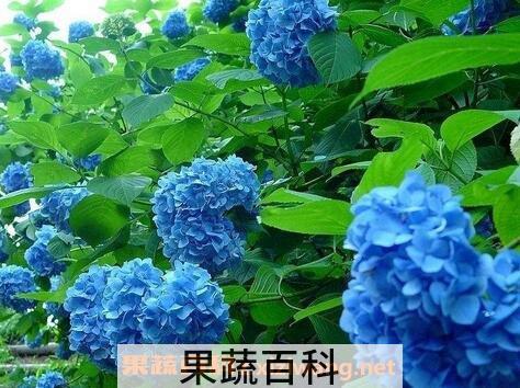 紫阳花的功效和作用