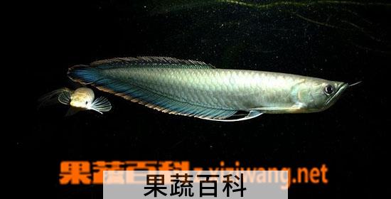 果蔬百科黑龙鱼怎么养