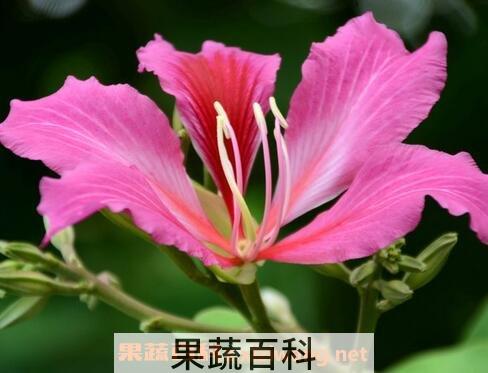 紫荆花的栽培与养护管理