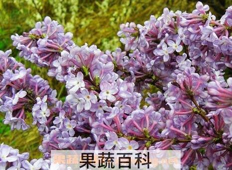 九龙花的功效是什么