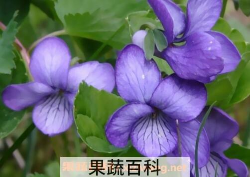 紫罗兰花图片 紫罗兰花怎么养