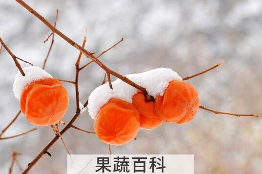 冻柿子怎么吃 冻柿子怎么做 