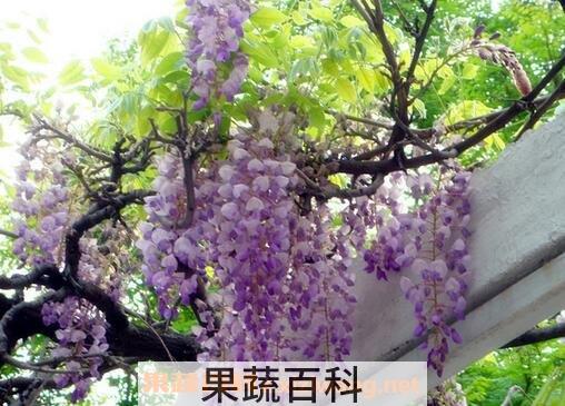 紫藤花怎么种植 