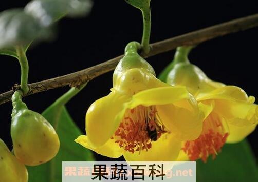 金茶花的功效与作用