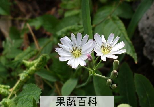 苦菜花泡水喝对人体好处与危害