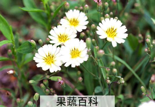 苦菜花泡水喝对人体好处与危害