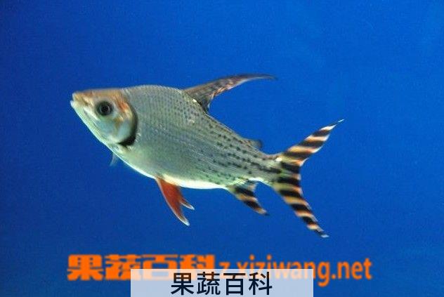 果蔬百科飞凤鱼能清理鱼缸吗 飞凤鱼吃什么食物