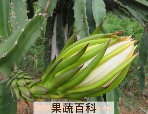 七星剑花的功效与作用