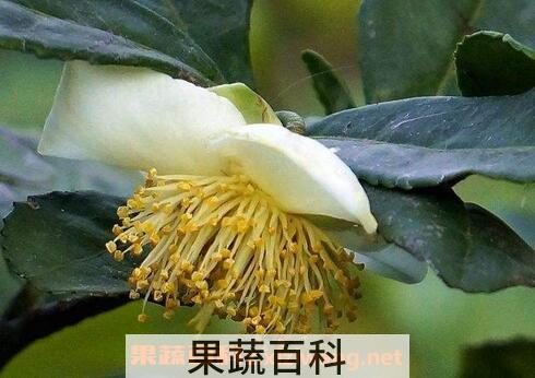 茶树花的功效与作用