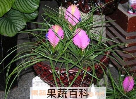 紫花凤梨养殖方法技巧