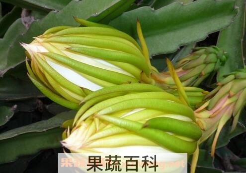 霸王花的功效与作用