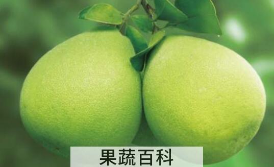 文旦柚和柚子的区别 吃柚子的好处