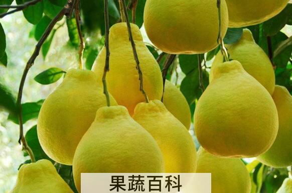 文旦柚和平和柚的区别 文旦柚的功效与作用
