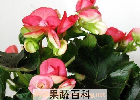 竹节秋海棠花的养殖方法