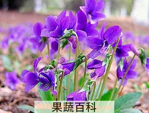 紫花地丁怎么种 