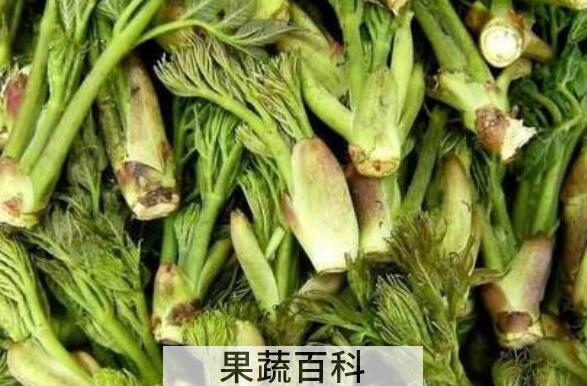 刺嫩芽什么人不能吃 刺老芽不能和什么同吃