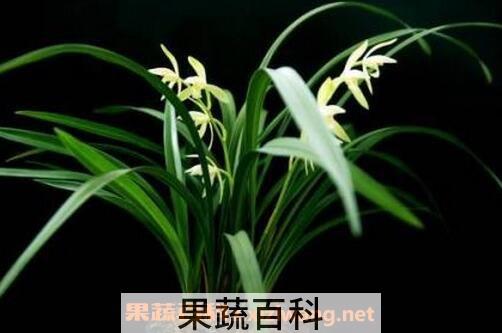 株兰花的养植方法